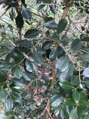 Psidium cattleyanum