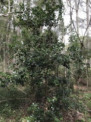 Psidium cattleyanum