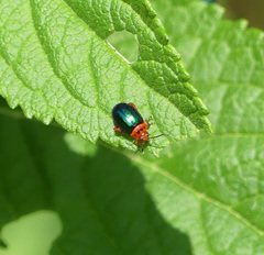 Kuschelina gibbitarsa