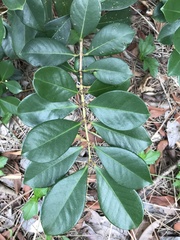 Psidium cattleyanum