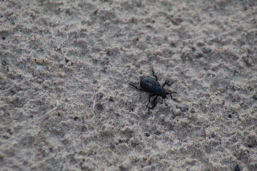 Eleodes spinipes
