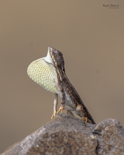 Broad-headed Fan-throated Lizard