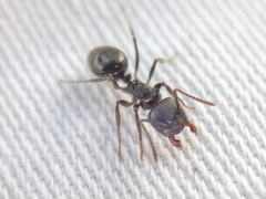 Notoncus ectatommoides