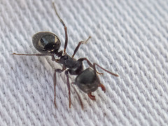 Notoncus ectatommoides