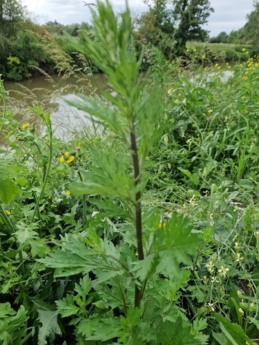 common mugwort