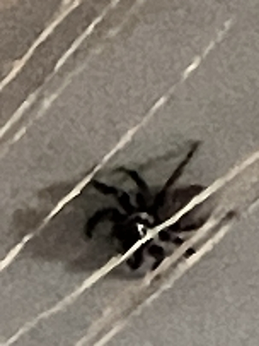Mediterranean white-banded spider