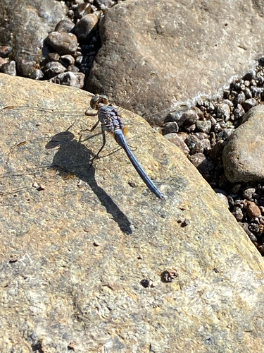 Epaulet Skimmer