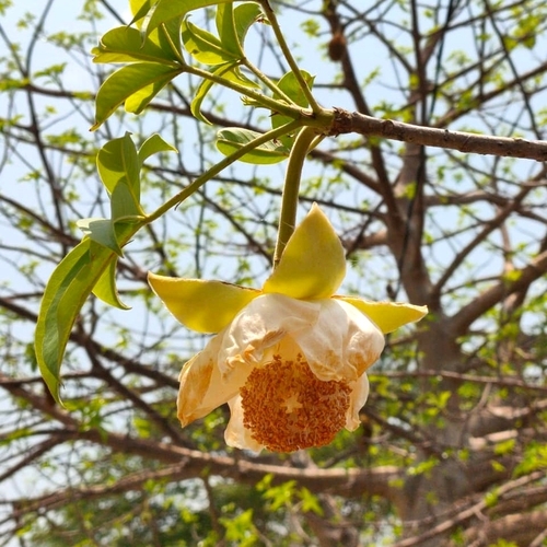 African baobab