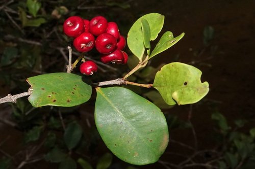 Syzygium pancheri observed 2026-05-10