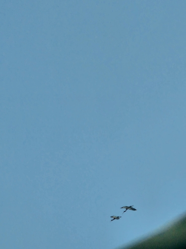 iNaturalist image