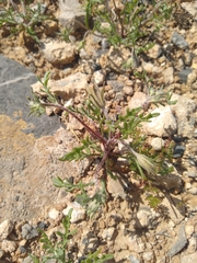 Chaenactis macrantha