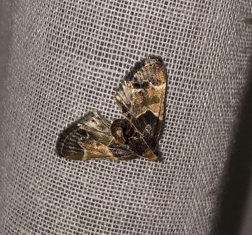 Meal moth