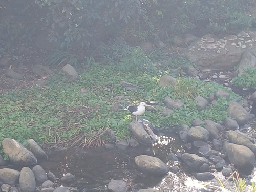 iNaturalist image