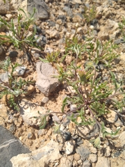 Chaenactis macrantha