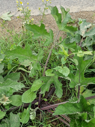 hogweed