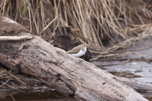 iNaturalist image