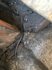 Elgaria multicarinata webbii