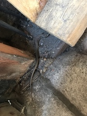 Elgaria multicarinata webbii