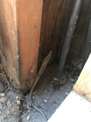 Elgaria multicarinata webbii