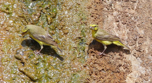 Yellow-fronted Canary