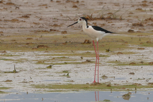 iNaturalist image