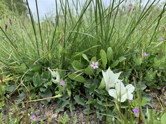 Calystegia subacaulis