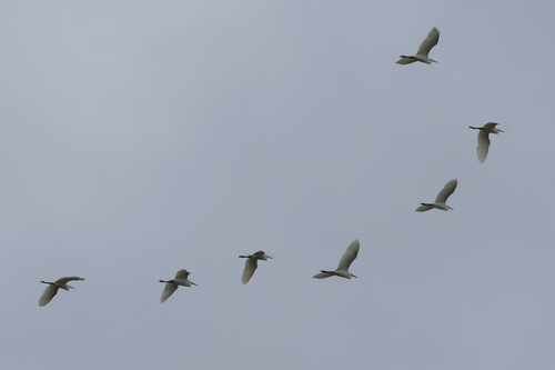 iNaturalist: (c) Koray Öğreten, some rights reserved (CC BY-NC), uploaded by Koray Öğreten iNaturalist image