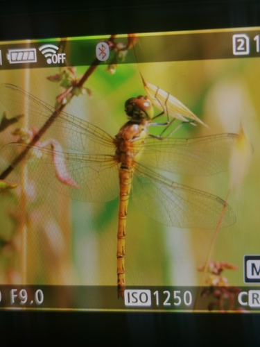 Common Darter
