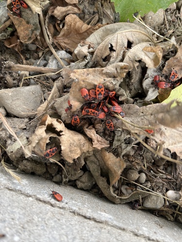 European Firebug
