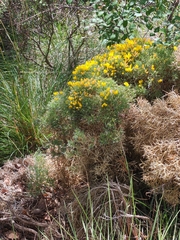 Echinospartum horridum