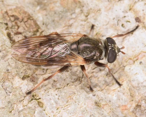 Orange-banded Spineleg