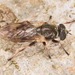 Myolepta varipes - Photo (c) skitterbug, algunos derechos reservados (CC BY), subido por skitterbug