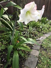 Hippeastrum hybridum