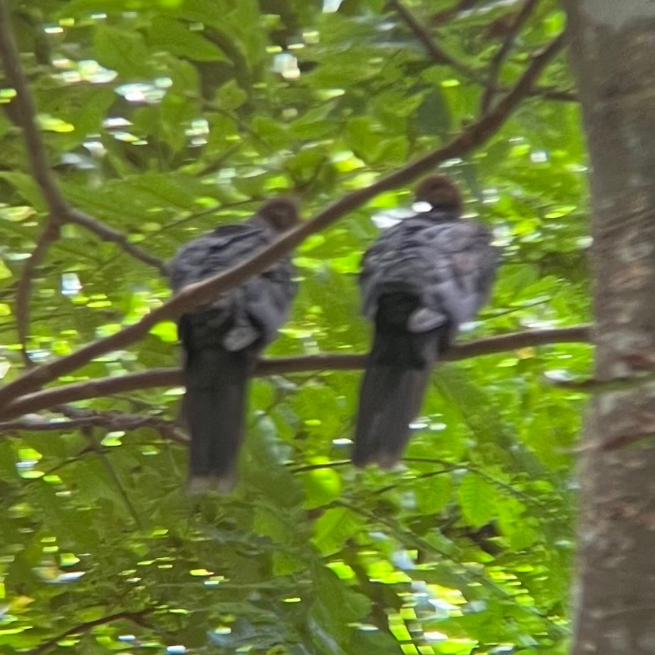 Philippine Cuckoo-Dove (Macropygia tenuirostris), photo 5