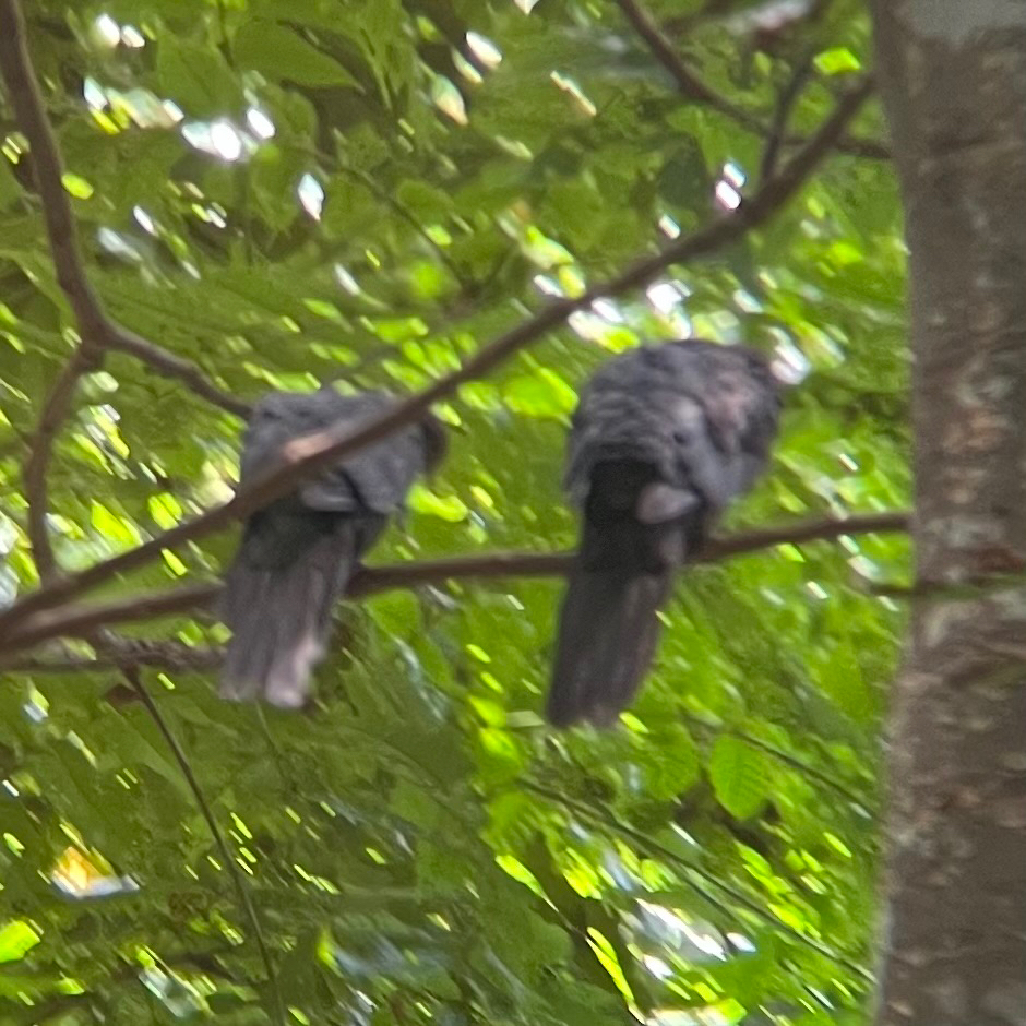 Philippine Cuckoo-Dove (Macropygia tenuirostris), photo 6