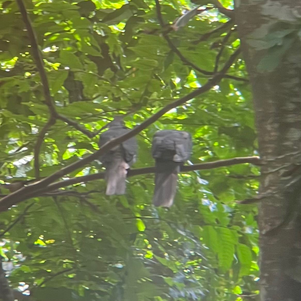 Philippine Cuckoo-Dove (Macropygia tenuirostris), photo 7