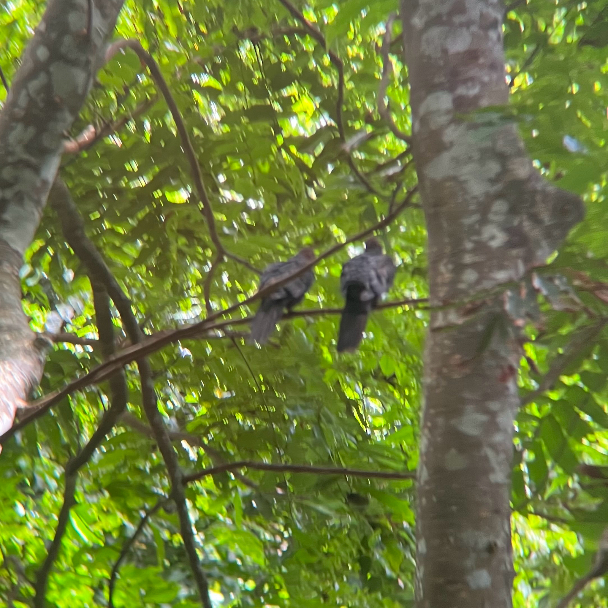 Philippine Cuckoo-Dove (Macropygia tenuirostris), photo 8