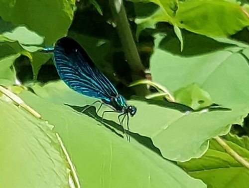 Beautiful Demoiselle