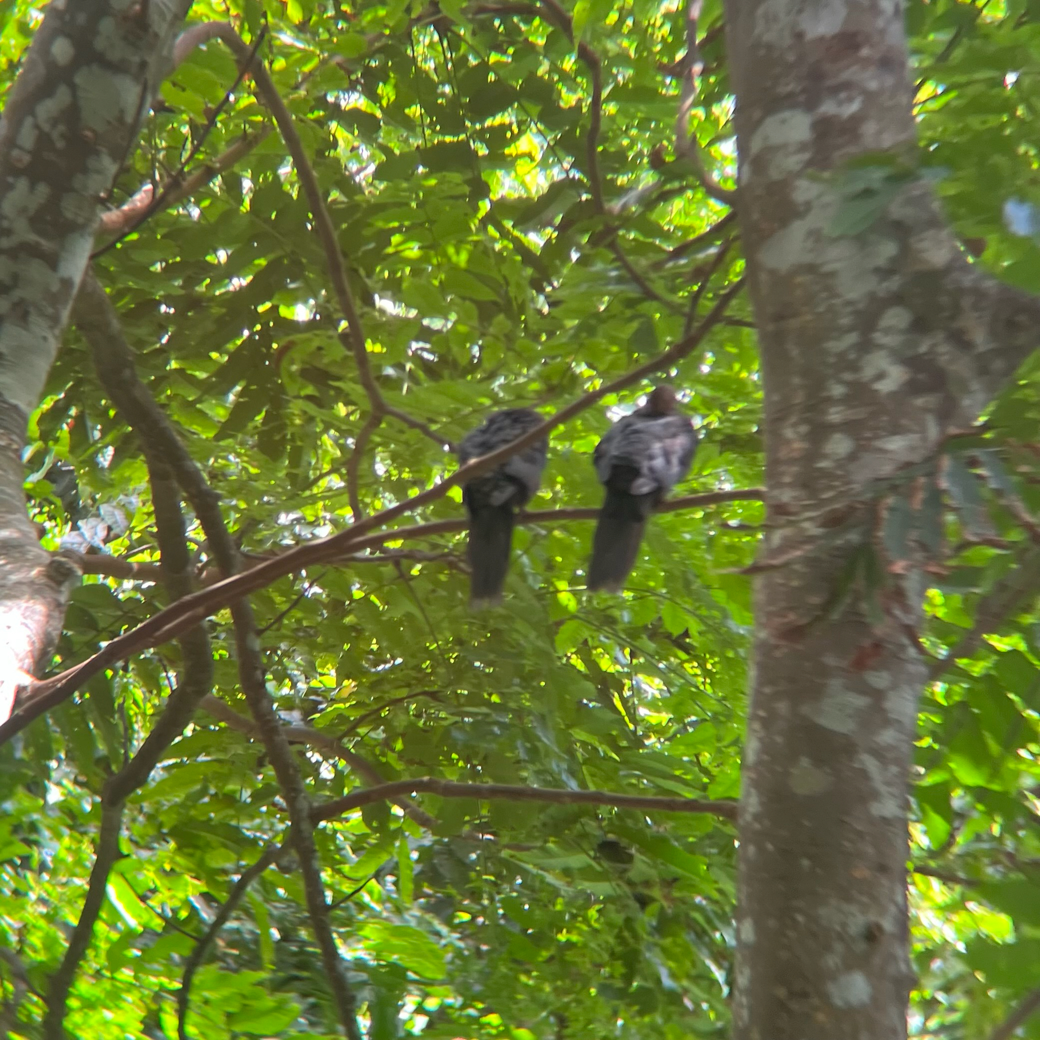Philippine Cuckoo-Dove (Macropygia tenuirostris), photo 10