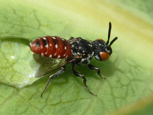 Calliopsis Cuckoo Nomad Bee