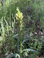 Pedicularis sibthorpii, photograph (c) Екатерина Кравцова, some rights reserved (CC BY)