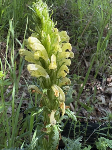 Pedicularis sibthorpii, photograph 6