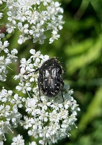 Mediterranean Spotted Chafer