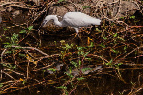 iNaturalist image
