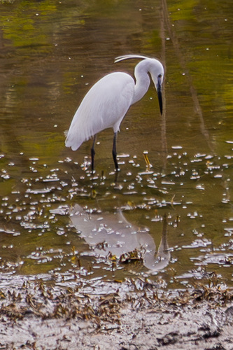 iNaturalist image