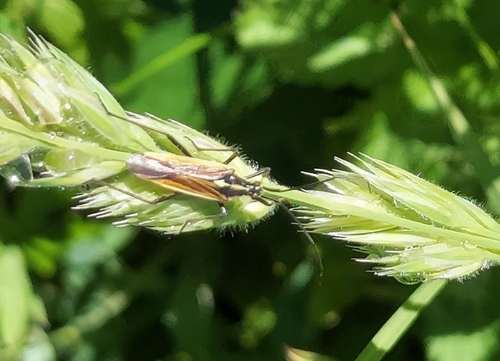 Meadow Plant Bug