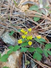 Lomatium californicum