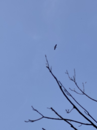 iNaturalist image