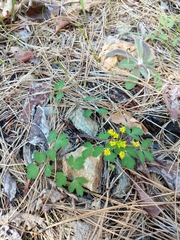 Lomatium californicum