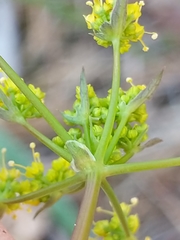 Lomatium californicum